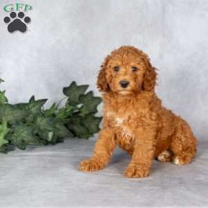 Elizabeth, Miniature Poodle Puppy